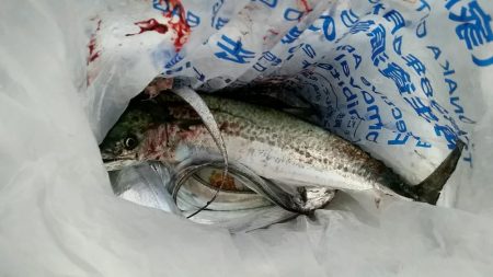 ケーソン、朝にタチウオの時合いありました。